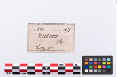 Etikett zu Bronzehelmknaufnietschieben (NHMW-PRAE-002331)